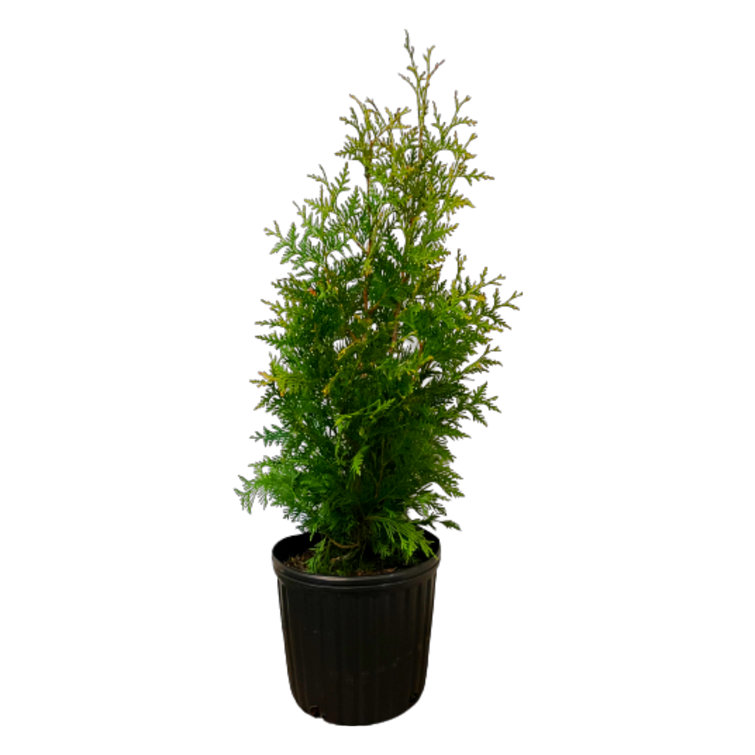 American Plant Exchange Live Evergreen Low Maintenance Plant in Pot